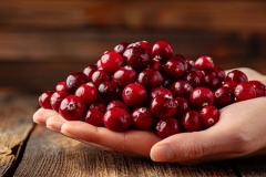 Hand holding fresh cranberries on blurred background with space for text placement